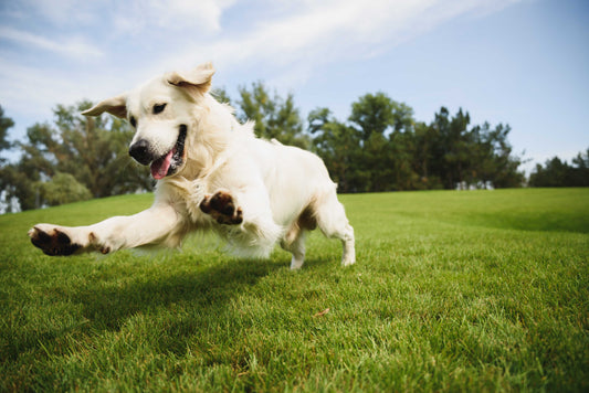 Attention-Seeking in Dogs: Exploring Breed Differences and Individual Personality Traits