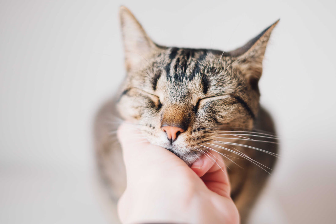 Attention-Seeking in Cats: Recognising Social Cues and Communication Signals