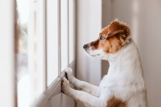 Understanding Separation Anxiety in Dogs: Causes, Symptoms, and Risk Factors