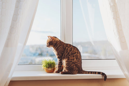 Identifying Separation Anxiety in Cats: Signs and Behaviours to Watch For