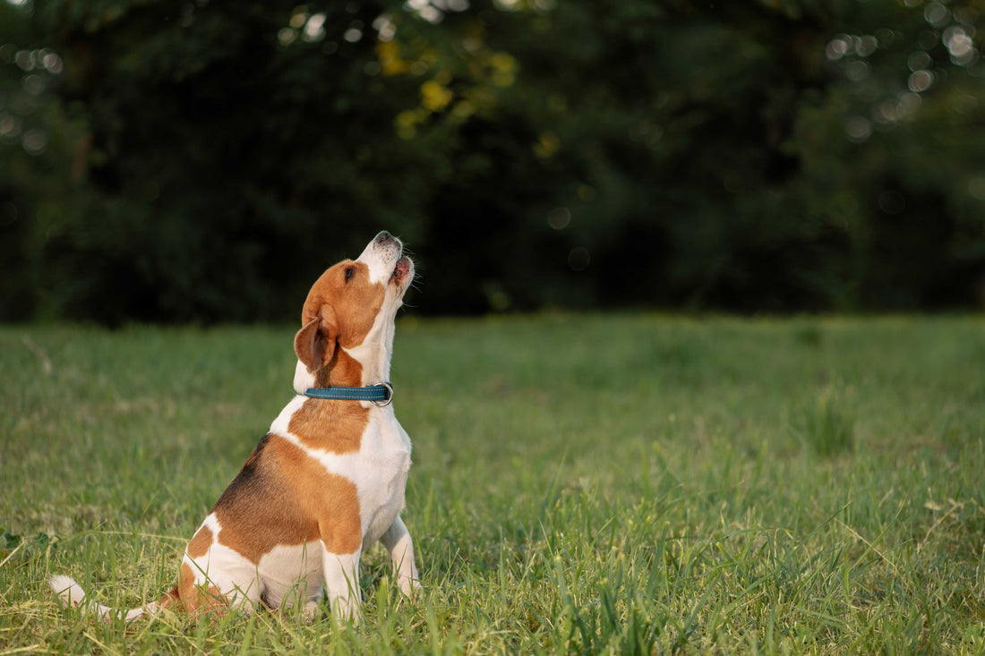 Understanding Barking Behaviour in Dogs: Causes, Functions, and Communication