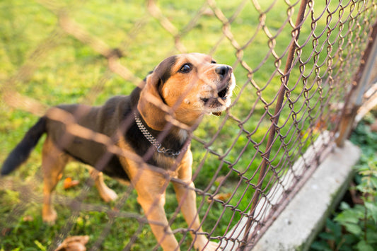 Excessive Barking: Identifying When Barking Becomes a Problematic Behaviour