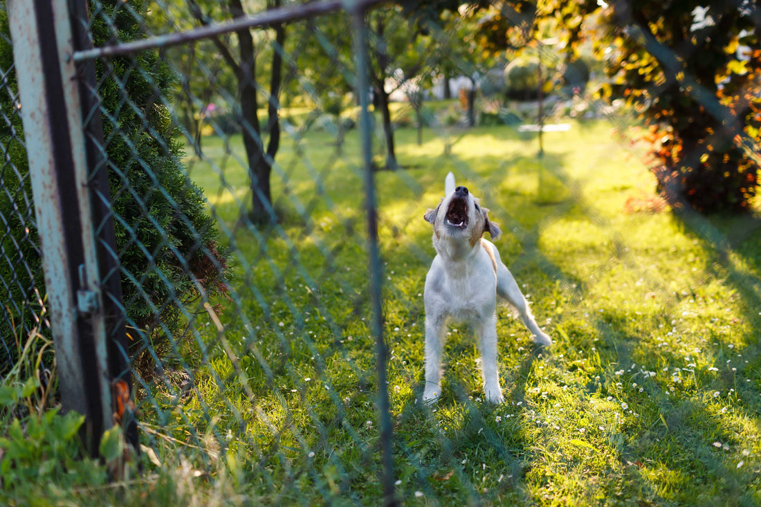 Types of Barking: Alert, Territorial, Playful, Anxiety-Induced, and Attention-Seeking