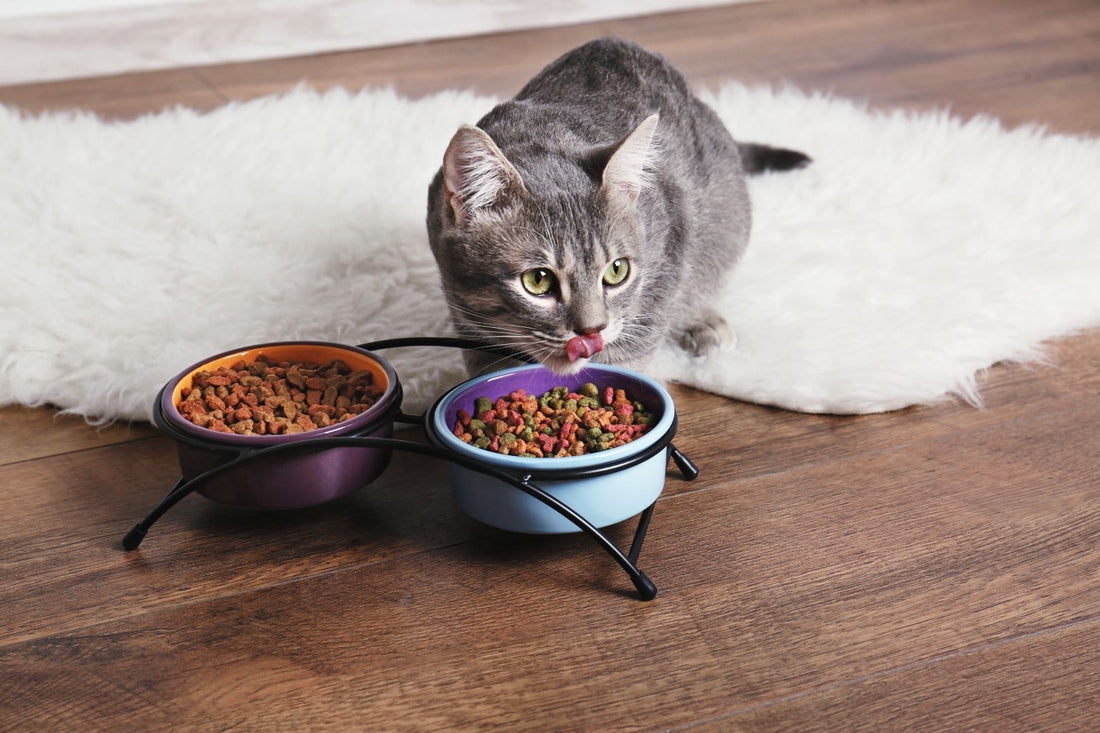 Tips for Feeding your Cat