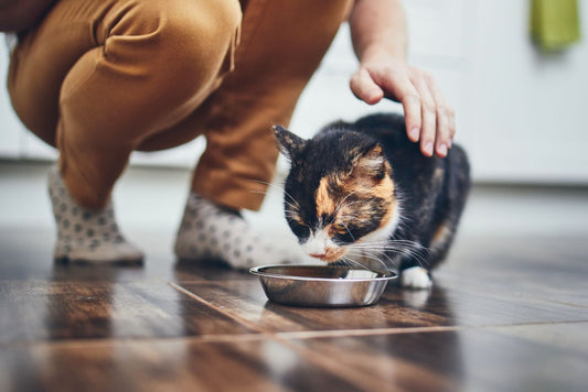 Feeding Tips for Dogs and Cats with Specific Health Issues