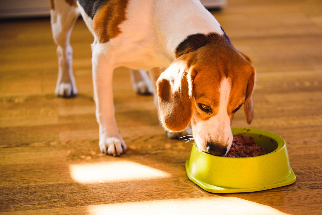 Tips for Feeding your dog