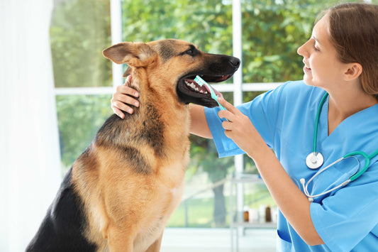 The Importance of Dental Health in Pets: Tips for Prevention and Treatment