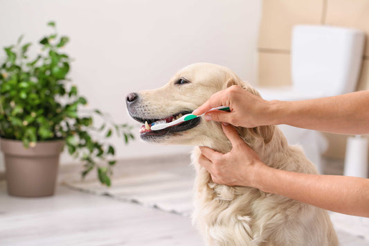 Brushing Your Pet's Teeth: A Step-by-Step Guide for Beginners