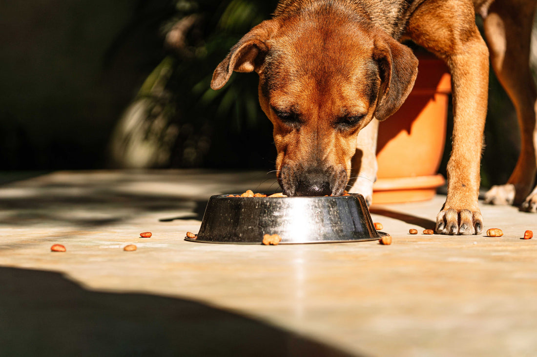 Diet and Dental Health: How Nutrition Affects Your Pet's Teeth