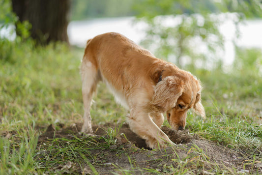 Common Triggers for Digging: Boredom, Anxiety, Hunting Instincts, and Environmental Factors