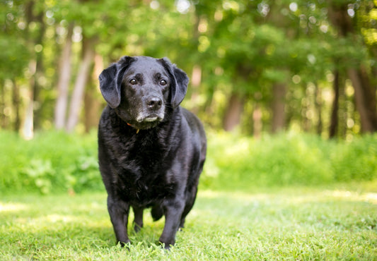 Effects of Obesity on Pets: Joint Pain, Diabetes, and Other Health Issues