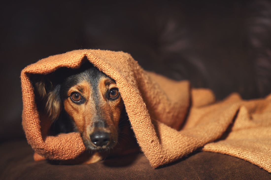 Decoding Canine Fear: Recognising Signs and Signals of Anxiety in Dogs