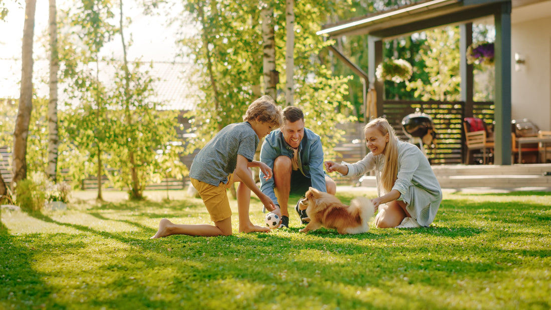 Socialisation and Fear Prevention: Tips for Introducing Pets to New People, Animals, and Environments