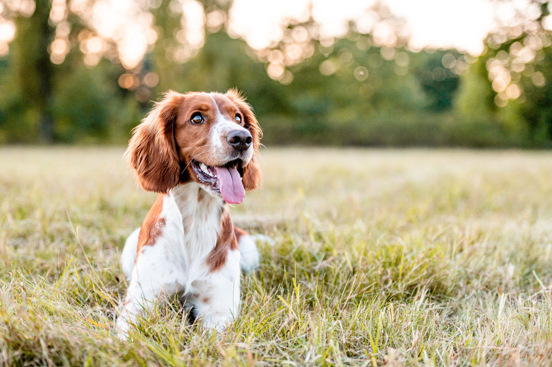 Natural Flea Remedies for Pets: Essential Oils, Herbal Sprays, and Diatomaceous Earth