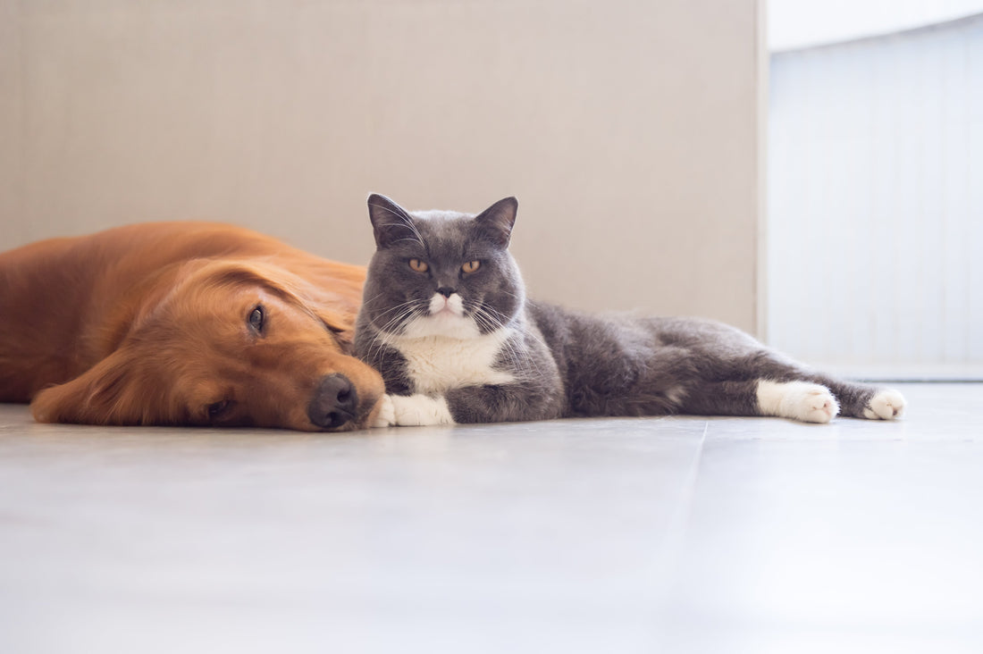 Jealousy in Pets: Exploring the Emotional Complexity of Canine and Feline Jealousy