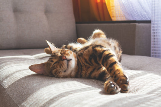 Basking in the Sun: Why Pets Love Sunbathing and What It Says About Their Mood