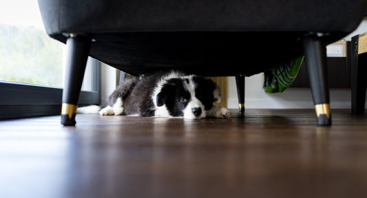 Recognising Signs of Noise Phobia in Pets: Trembling, Hiding, and Excessive Vocalisation