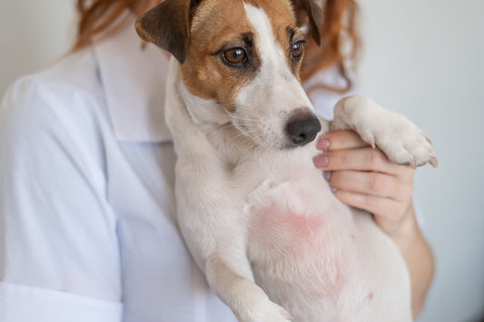 Signs of Skin Problems in Pets: Itching, Redness, Rashes, and Hair Loss