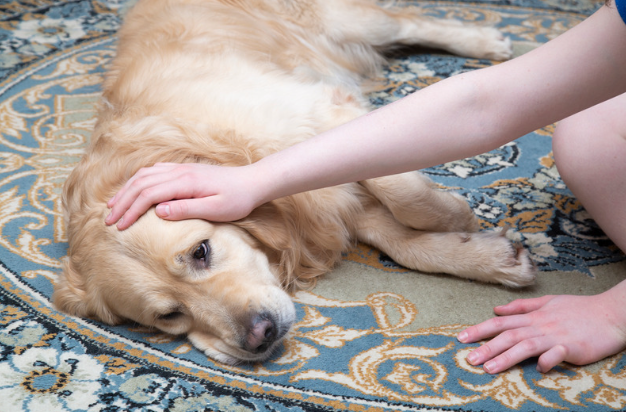 Understanding Tea Tree Oil Toxicity in Dogs: Safe Usage Guidelines