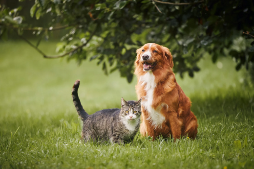 New Year, New Tricks: Tips For Healthier, Happier Pets in 2025