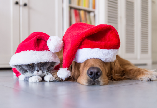 Feeding Tips for a Merry and Safe Christmas for your Furry Friend