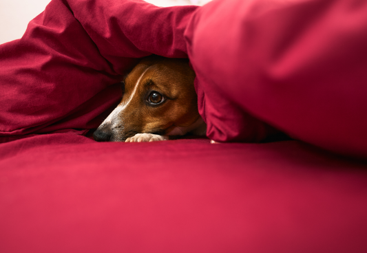 How to Protect and Calm Your Pets During New Year Celebrations