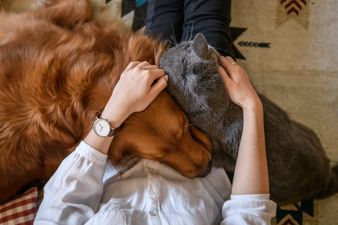 The Emotional Aspect: How to Know When You're Emotionally Ready for Pet Ownership