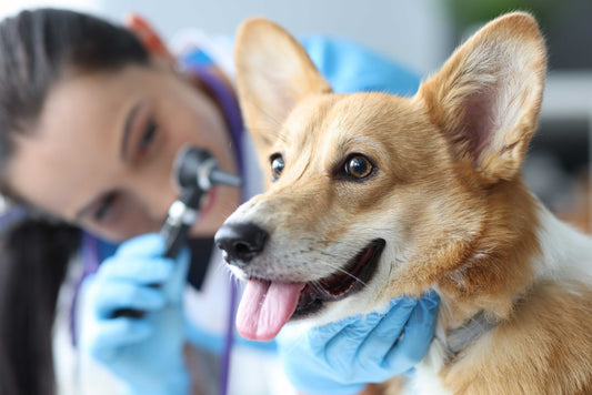 Allergy Testing for Pets: Types, Benefits, and Limitations