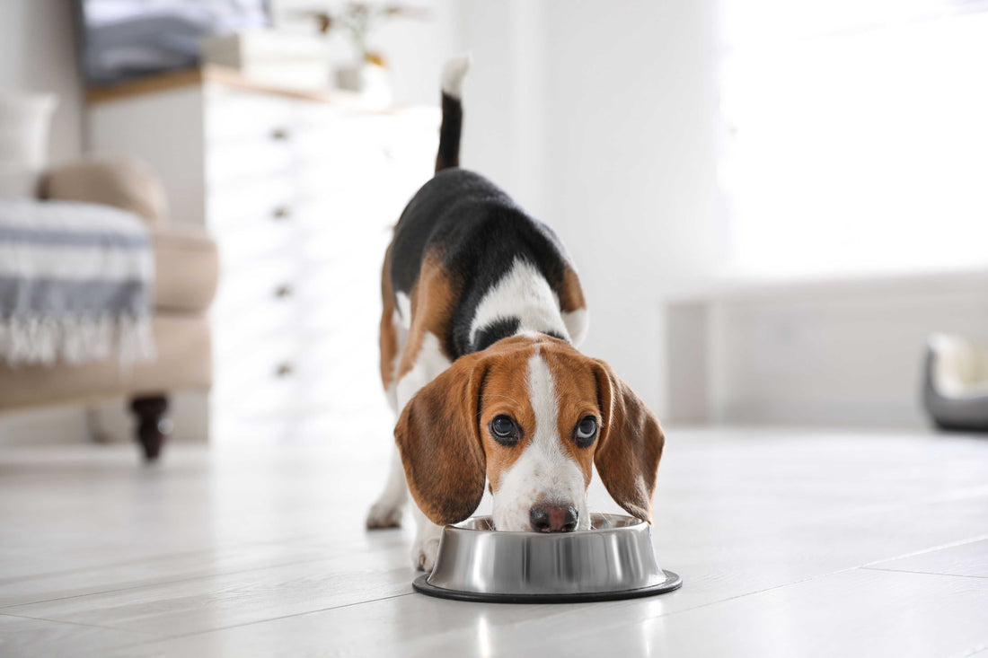 Food Allergies in Pets: Identifying Culprits and Choosing Suitable Diets