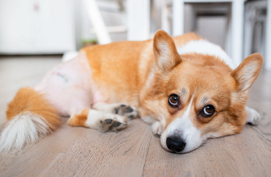 Understanding Arthritis in Pets: Causes, Symptoms, and Risk Factors