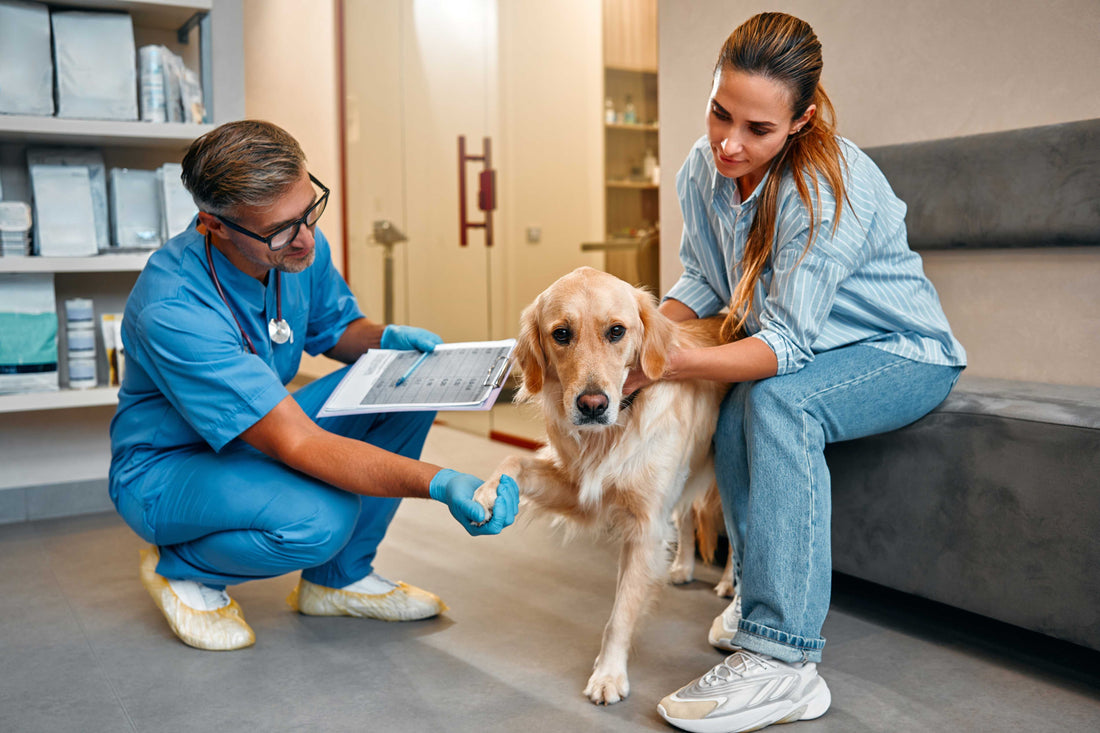 Diagnosis of Arthritis in Pets: Physical Exams, X-rays, and Other Diagnostic Tools