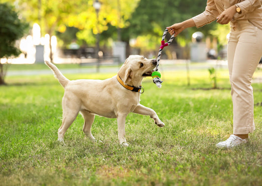 Managing Excessive Barking: Training Techniques and Behaviour Modification