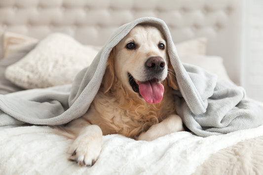 Comfortable and Cozy: Creating a Happy Environment for Your Pet at Home