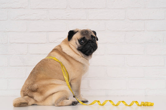 Nutrition and Weight Management: Finding the Right Diet for Your Overweight Pet