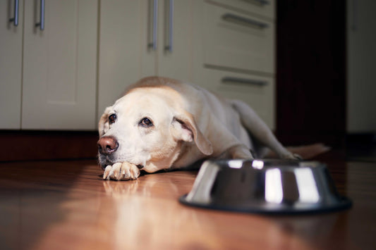 Recognising Signs of Sadness in Dogs: Behavioural Cues and Body Language