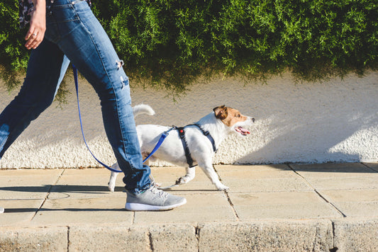 Training Tips for Managing Digging Behaviour: Redirecting, Deterrence, and Positive Reinforcement