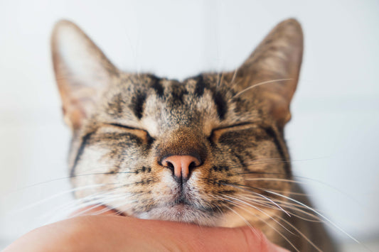 Purring: The Sound of Feline Contentment and Comfort