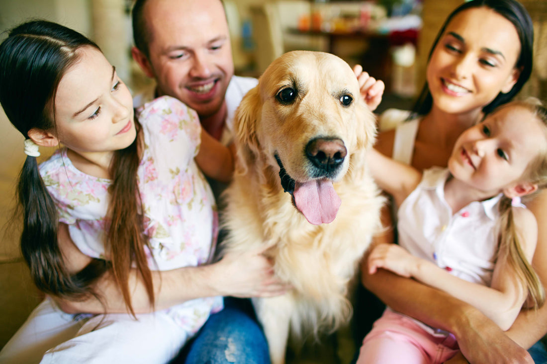 Foster Love: Tips for Building a Strong Relationship with Your Pet