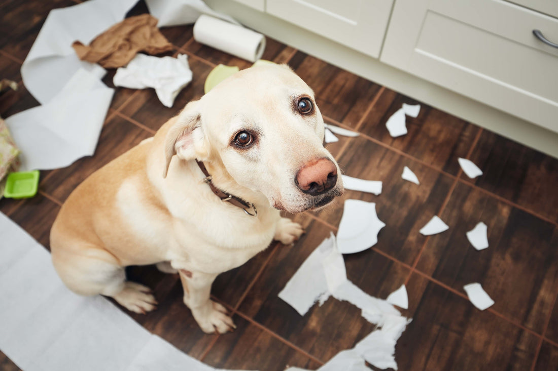 Guilt in Pets: Examining the Emotional Complexity of Guilt and Remorse