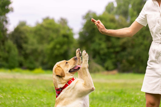 Channeling Digging Instincts: Providing Enrichment and Mental Stimulation for Your Pet