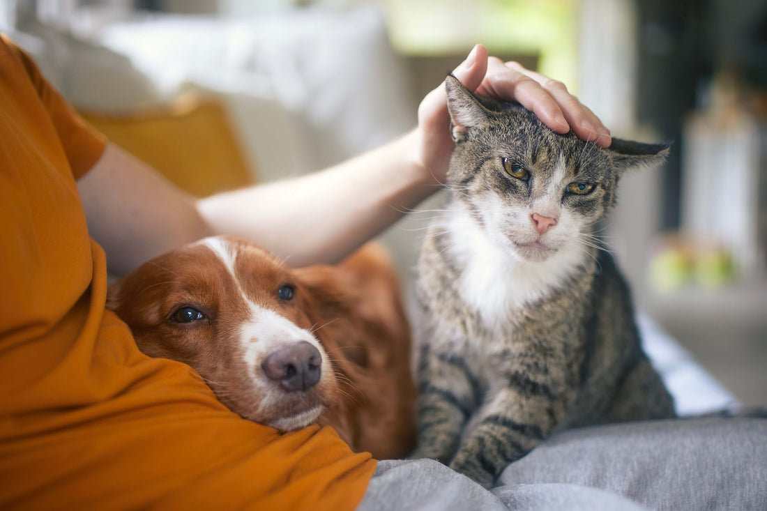 Managing Jealousy Between Pets: Strategies for Preventing and Resolving Sibling Rivalry