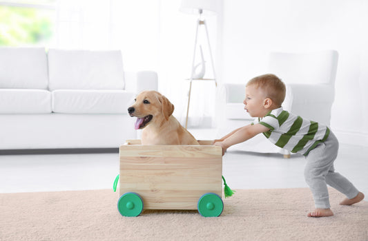 Paws for Play: Exploring the Importance of Pet Interaction in Child Development